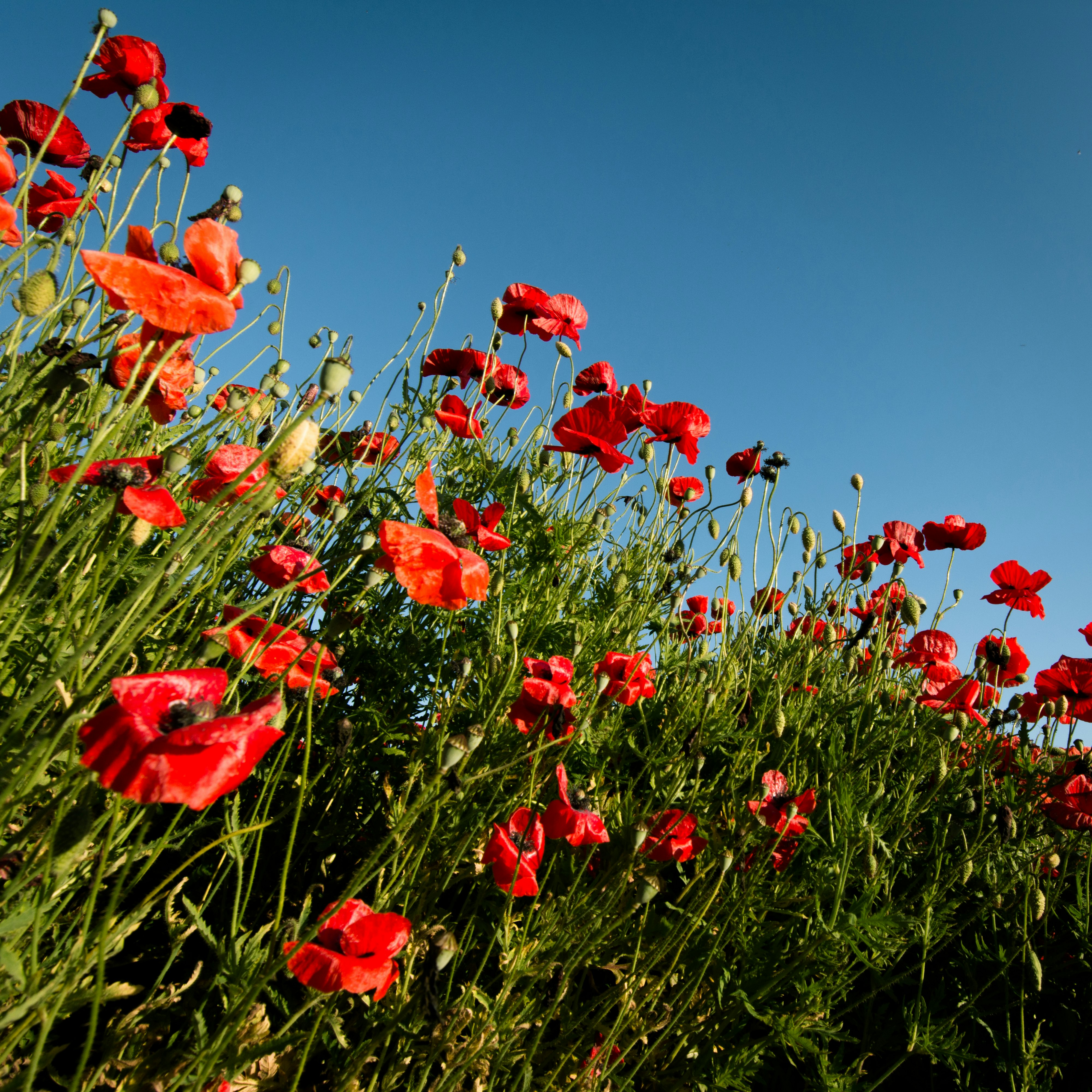 red poppy flower field